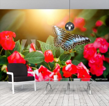 Picture of Tropical butterfly sitting on the leaf Close up image